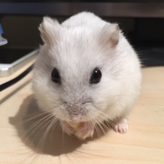 ジャンガリアンハムスターの里親募集です