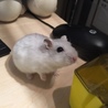 ジャンガリアンハムスターの里親募集です サムネイル2
