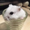 ジャンガリアンハムスターの里親募集です サムネイル3