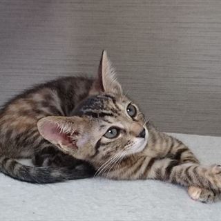 ちんまり可愛い☆クラレットちゃん