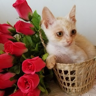 パステルカラーの可愛く優しい女の子