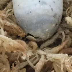 カメの卵、経過報告 ２