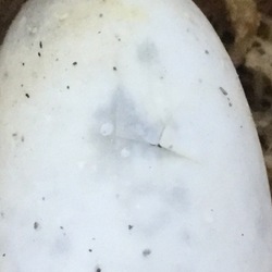 「カメの卵、経過報告 ２」サムネイル2