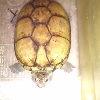 シーナ(トウブドロガメ)}