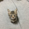 子猫 世田谷区の路上で保護しました サムネイル2