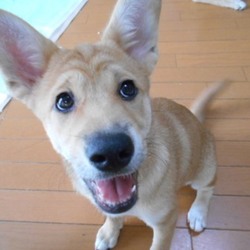 アグリドッグレスキュー譲渡会 サムネイル2