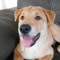 アグリドッグレスキュー譲渡会 サムネイル1