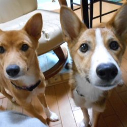 アグリドッグレスキュー譲渡会 サムネイル3