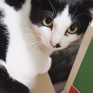 美人お母にゃんさつきちゃん