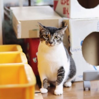 臆病なイケメンベンガルくん 