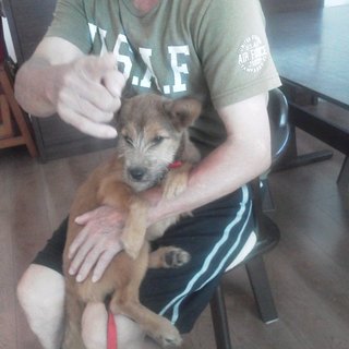 ぼたんちゃん岡崎Aご家族に迎えて頂きました