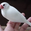 真っ白な文鳥さん♂  10/23 交渉中!!