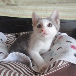 グレーのまだら猫