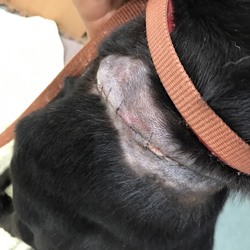 「避妊手術と首の治療」サムネイル2