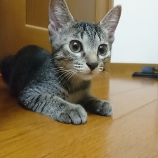 人大好き♪シャビーちゃん9/23譲渡会参加