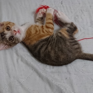 甘えん坊、プラムちゃん♪9/23譲渡会参加