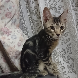 人なつこいトム君♪9/23譲渡会参加