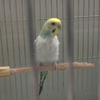 里親になって頂ける方。