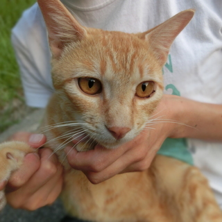 人懐っこくて心優しい茶とらのオレンジくん