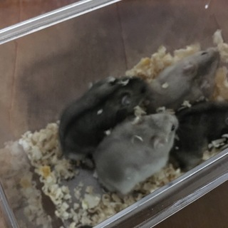 ハムスターが産まれました