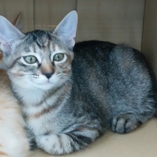 キジトラの女の子