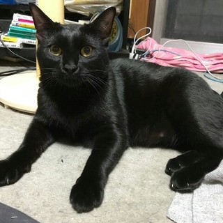 黒猫☆クーちゃん
