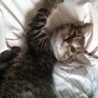 かわいい仔猫ちゃんです！ サムネイル2