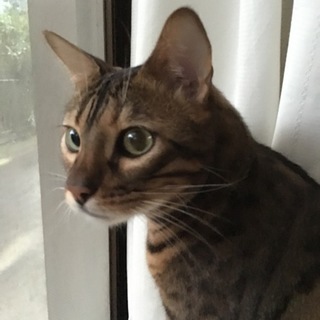 ベンガル男の子