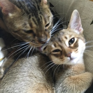 ベンガル＆ソマリを２匹一緒に迎え入れてくれる方。