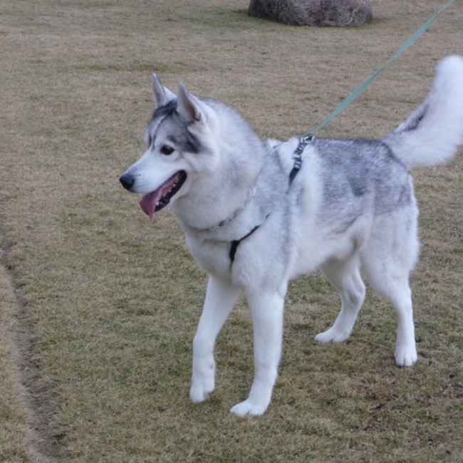 ハス23のカバー写真