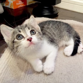 1ヶ月半強と2ヶ月 イケネコ2匹