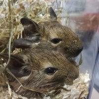 デグーちゃん2匹