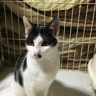 イケメン白黒猫ちゃん 4カ月男の子