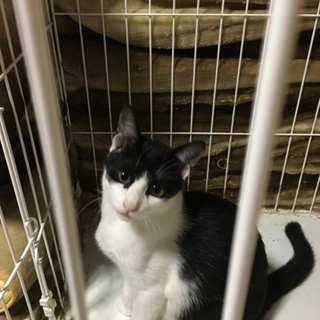 白黒猫ちゃん 4ヶ月