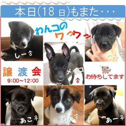 犬猫の譲渡会