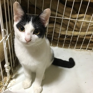 美人な白黒子猫ちゃん 4カ月