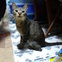 可愛いキジトラの男の子です！