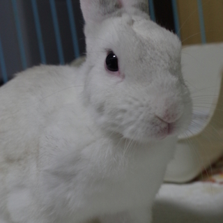 保護うさぎ、エイトくん