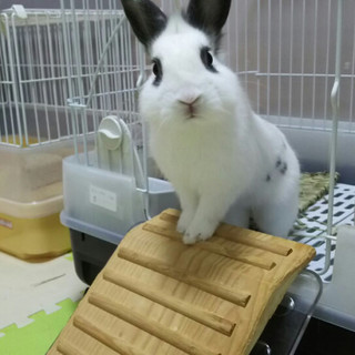 保護うさぎ、トニーくん