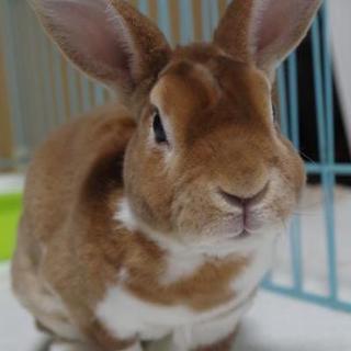 保護うさぎ、祐人(まさと)くん