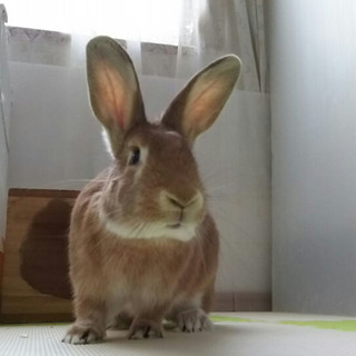 保護うさぎ、ナツちゃん