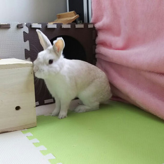 保護うさぎ、シャープくん