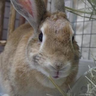 保護うさぎ、キュニーちゃん