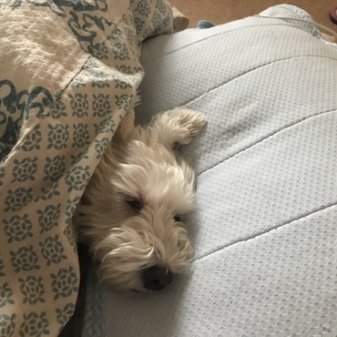 枕に羽毛布団かぶり爆睡❤︎