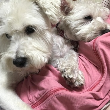 犬種は違うのにそっくり兄妹❤︎