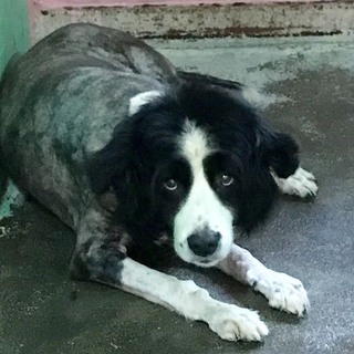 ♂307 里親募集です！