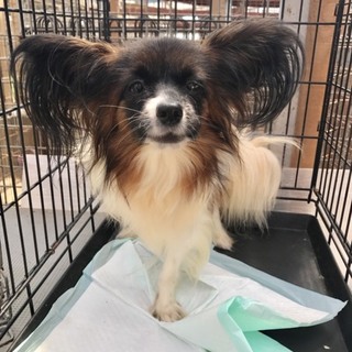 ♀299 里親募集です！