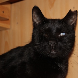 目に障害がある　大人しい舞ちゃん