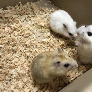 ジャンガリアン２ヶ月