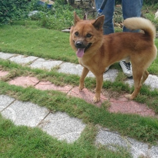 他サイトで里親さん決まりました‼